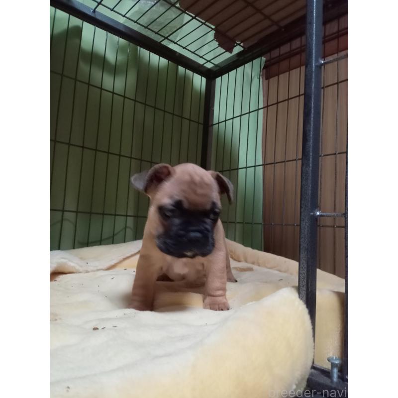販売中の福岡県のフレンチブルドッグ-429906の4枚目