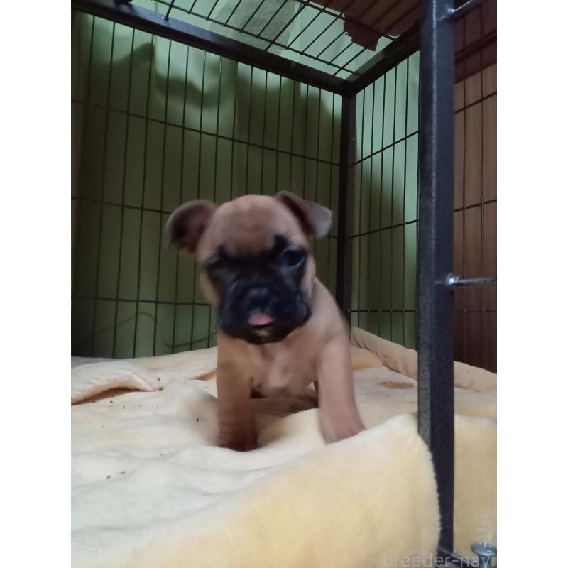 販売中の福岡県のフレンチブルドッグ-429906の3枚目