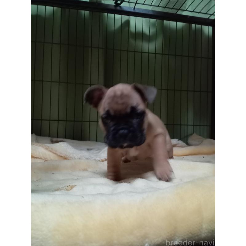 販売中の福岡県のフレンチブルドッグ-429906の2枚目