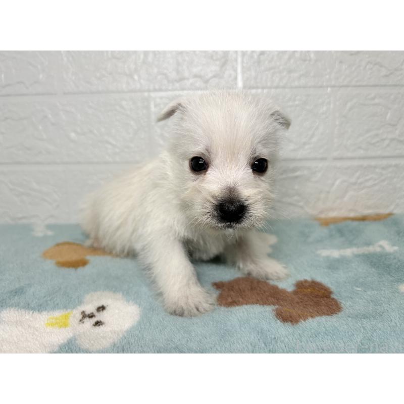 販売中の埼玉県のウエストハイランドホワイトテリア(ウエスティ)-439962の6枚目