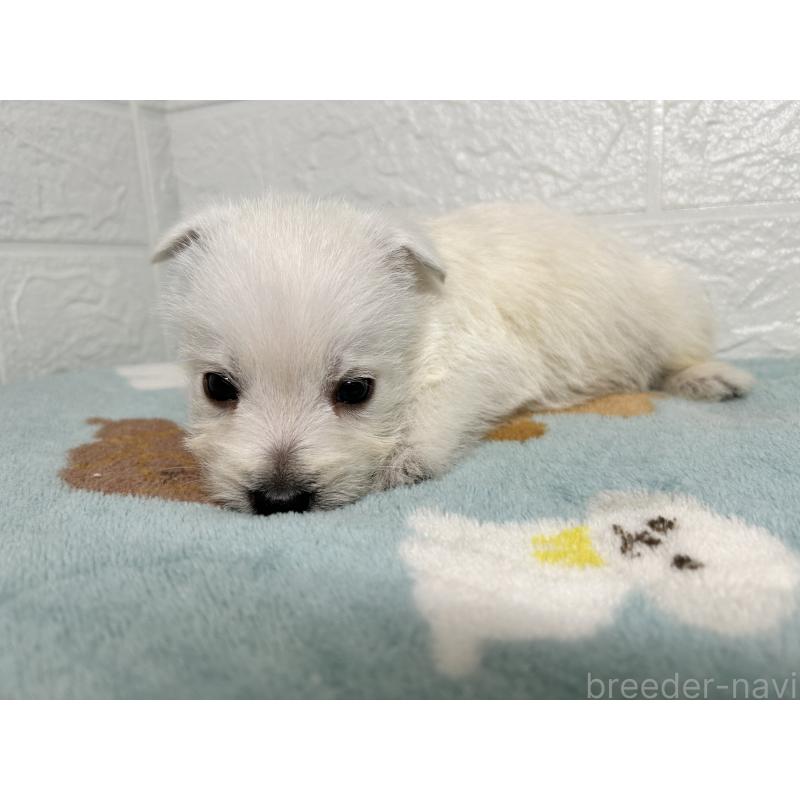 販売中の埼玉県のウエストハイランドホワイトテリア(ウエスティ)-439962の5枚目