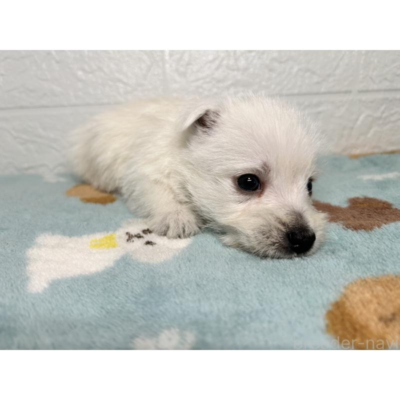 販売中の埼玉県のウエストハイランドホワイトテリア(ウエスティ)-439962の4枚目