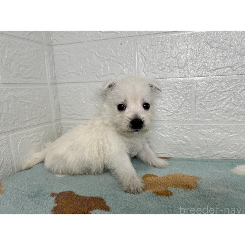 販売中の埼玉県のウエストハイランドホワイトテリア(ウエスティ)-439962の3枚目