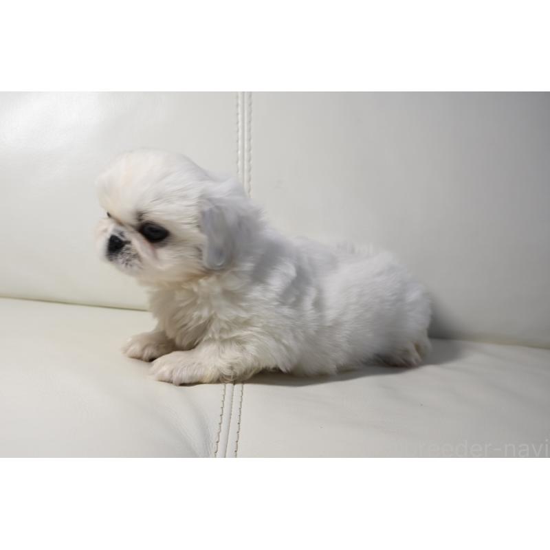 販売中の新潟県のペキニーズ-439841の7枚目