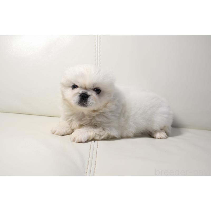 販売中の新潟県のペキニーズ-439841の5枚目