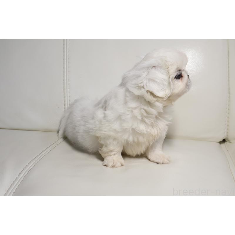 販売中の新潟県のペキニーズ-439841の4枚目