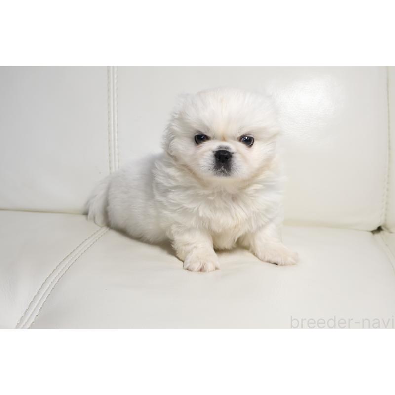 販売中の新潟県のペキニーズ-439841の3枚目
