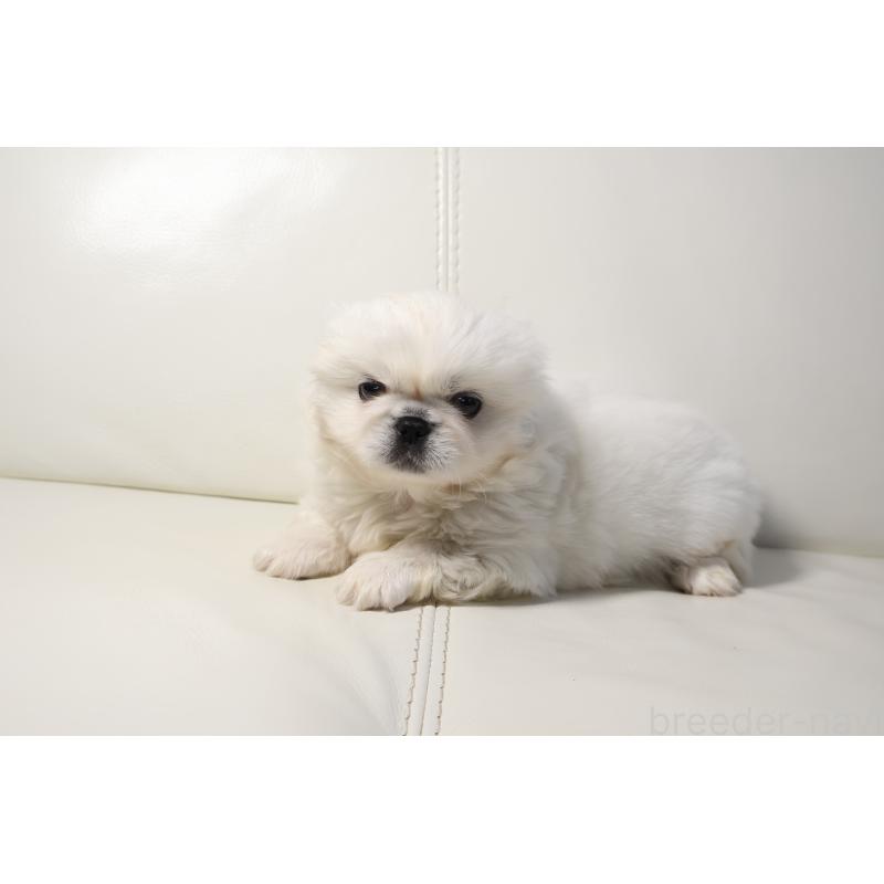 販売中の新潟県のペキニーズ-439841の2枚目