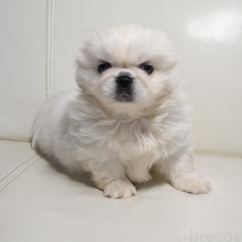 販売中の新潟県のペキニーズ-439841の1枚目