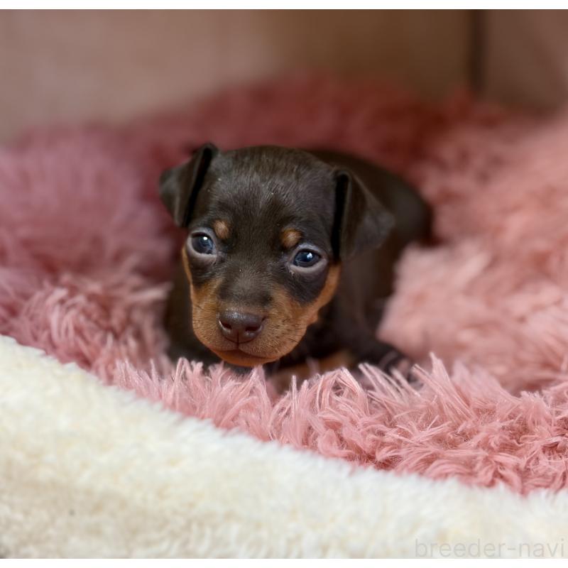 販売中の岩手県のミニチュアピンシャー(ミニピン)-439843の8枚目