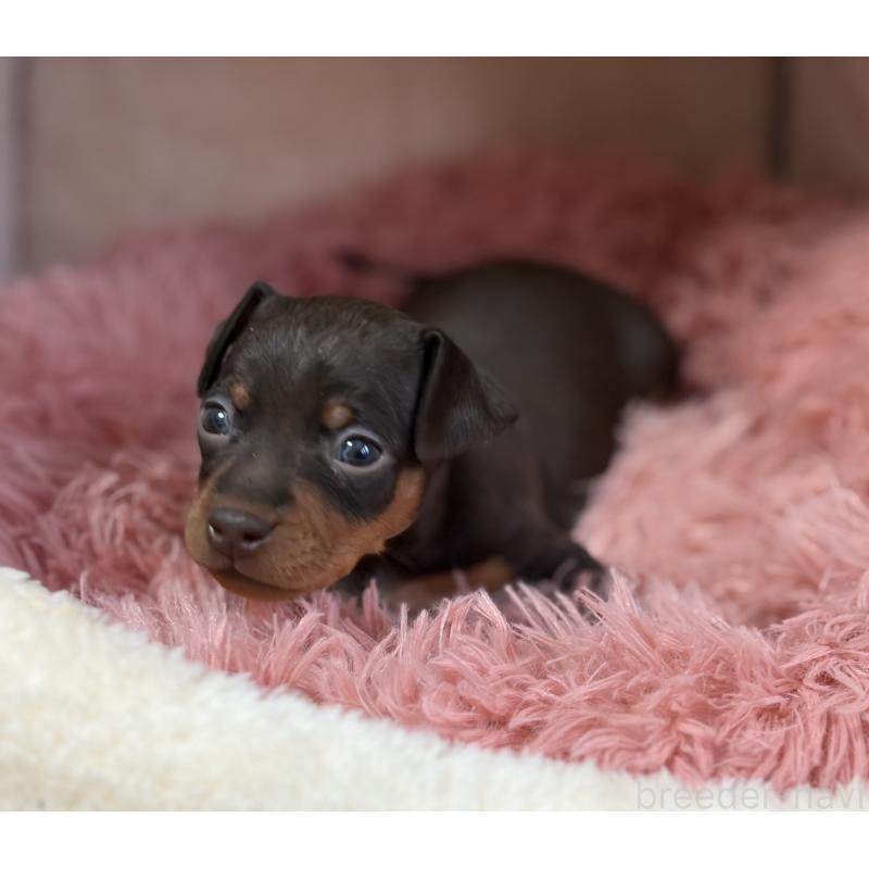 販売中の岩手県のミニチュアピンシャー(ミニピン)-439843の6枚目