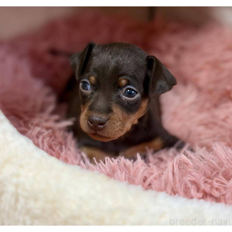 販売中の岩手県のミニチュアピンシャー(ミニピン)-439843の5枚目