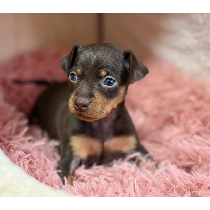 販売中の岩手県のミニチュアピンシャー(ミニピン)-439843の4枚目