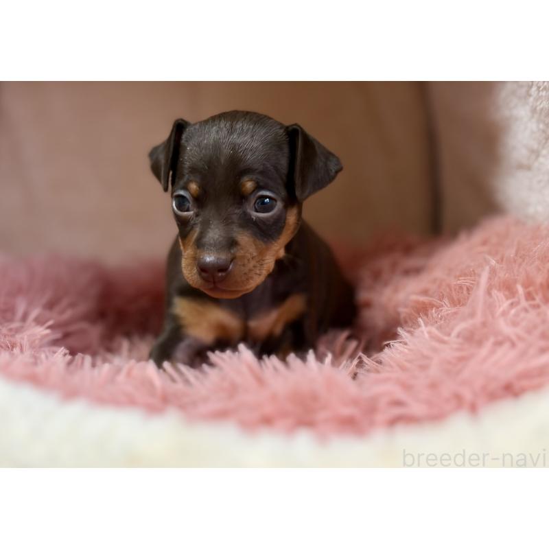 販売中の岩手県のミニチュアピンシャー(ミニピン)-439843の3枚目