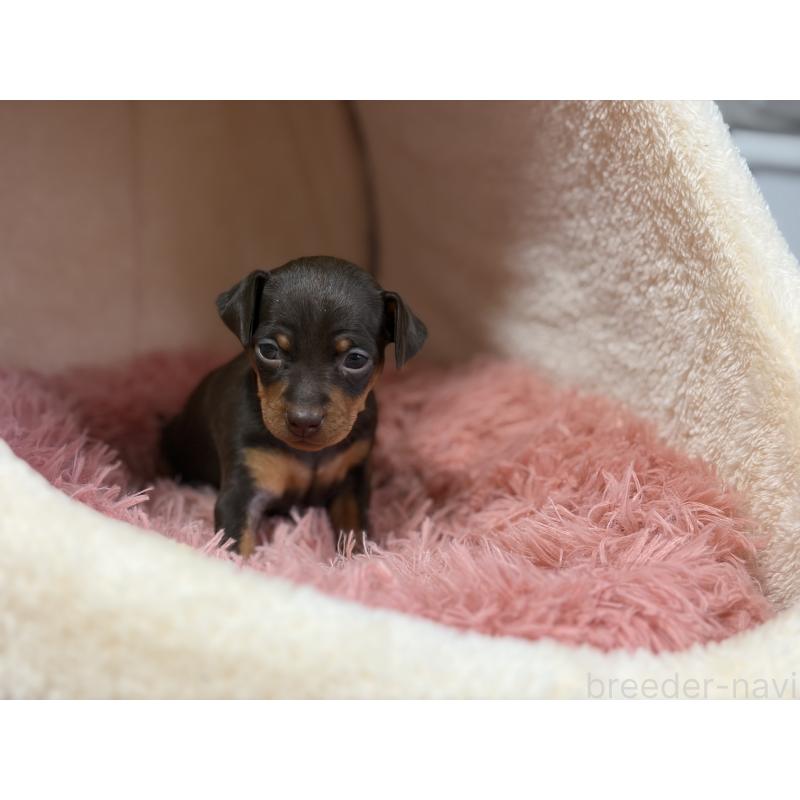 販売中の岩手県のミニチュアピンシャー(ミニピン)-439843の2枚目