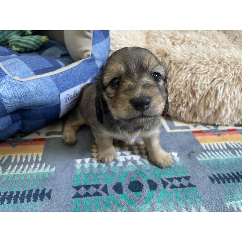 販売中の北海道のミニチュアダックスフンド(ロングヘアード)-439845の7枚目