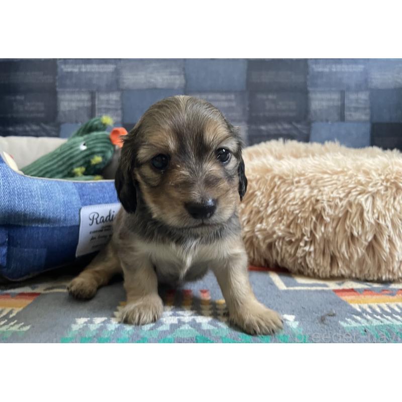 販売中の北海道のミニチュアダックスフンド(ロングヘアード)-439845の6枚目