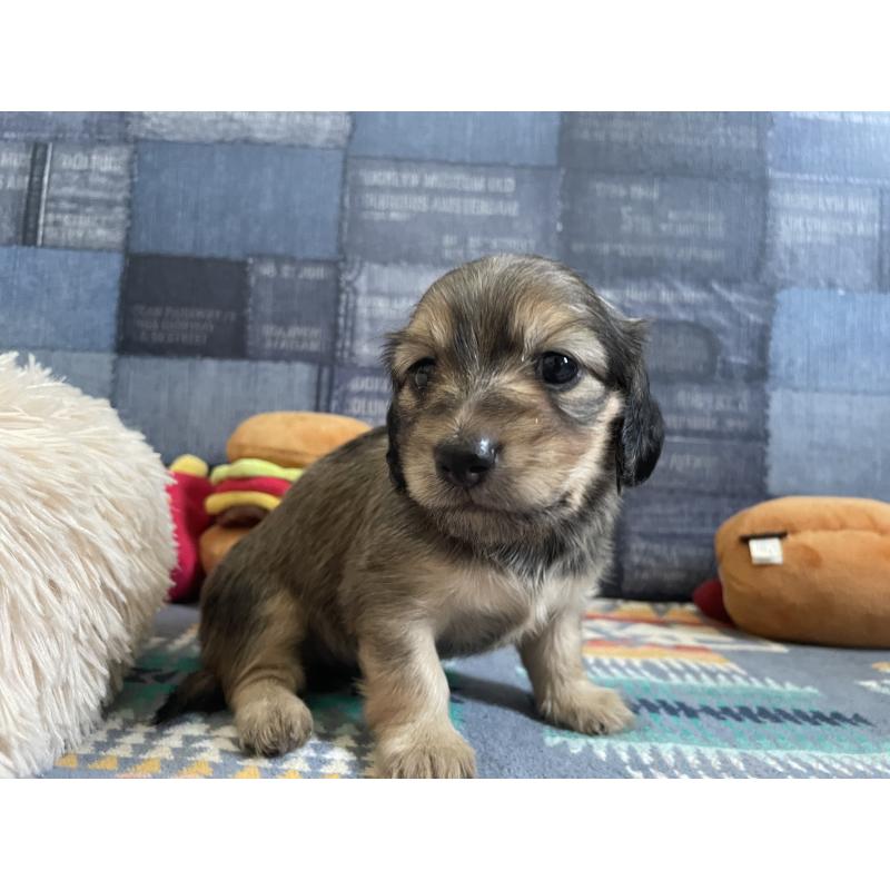 販売中の北海道のミニチュアダックスフンド(ロングヘアード)-439845の5枚目