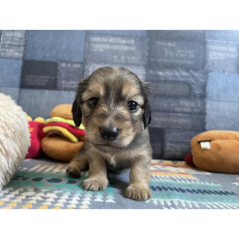 販売中の北海道のミニチュアダックスフンド(ロングヘアード)-439845の4枚目