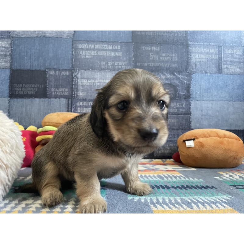 販売中の北海道のミニチュアダックスフンド(ロングヘアード)-439845の3枚目