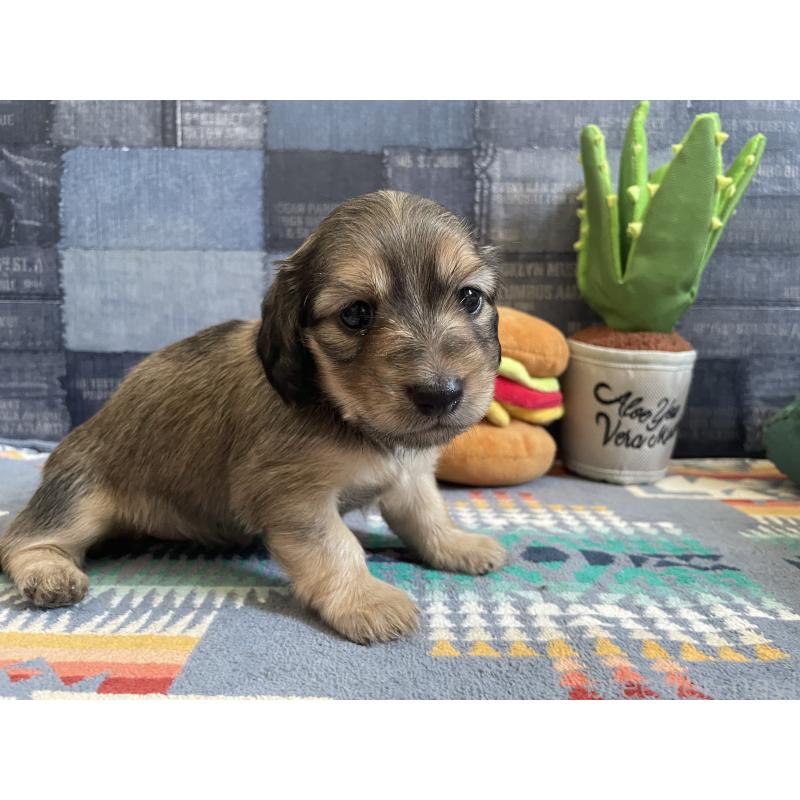 販売中の北海道のミニチュアダックスフンド(ロングヘアード)-439845の2枚目