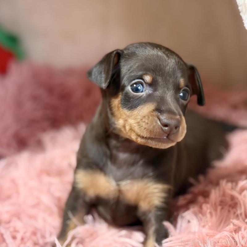 販売中の岩手県のミニチュアピンシャー(ミニピン)-439844