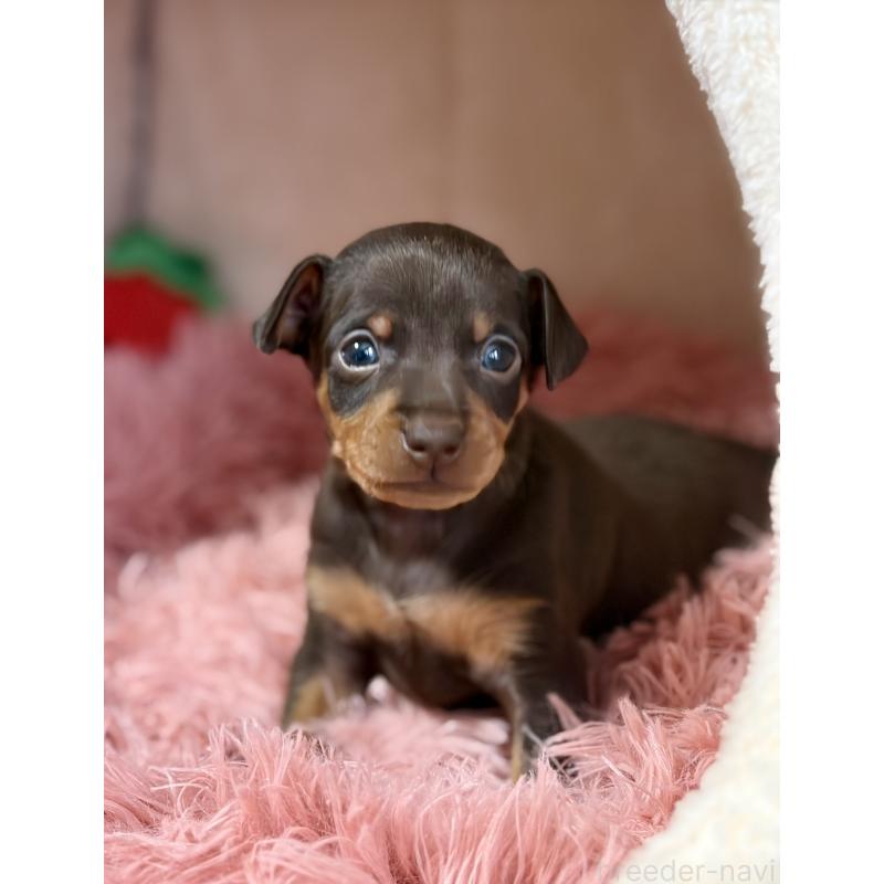 販売中の岩手県のミニチュアピンシャー(ミニピン)-439844の5枚目