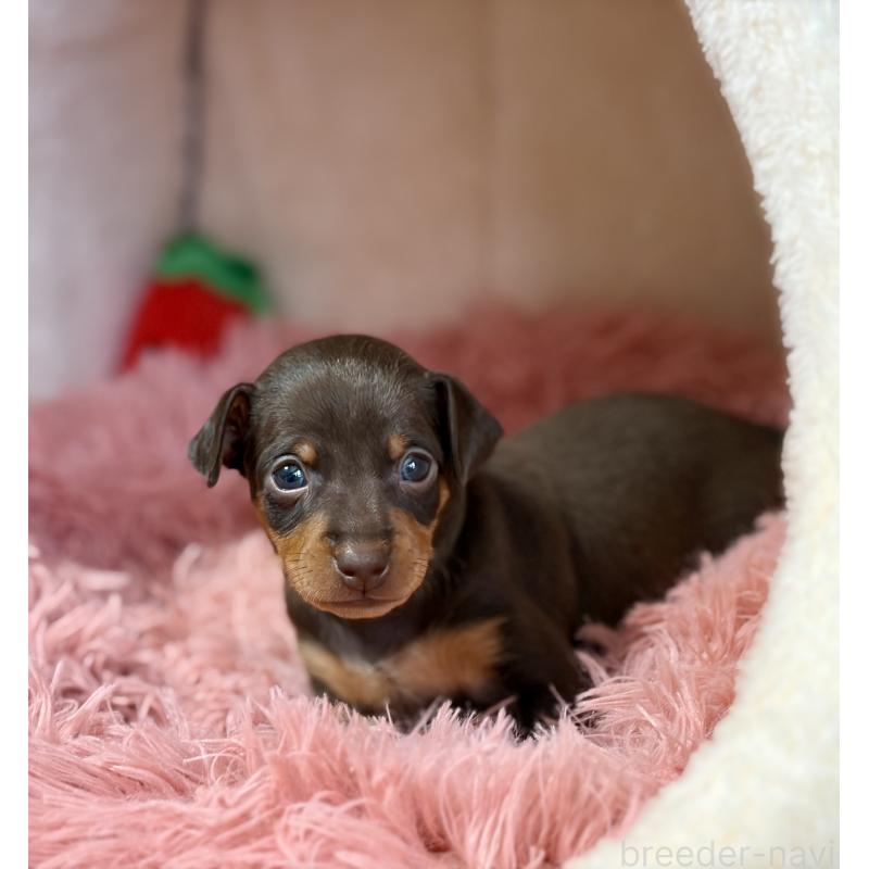 販売中の岩手県のミニチュアピンシャー(ミニピン)-439844の4枚目