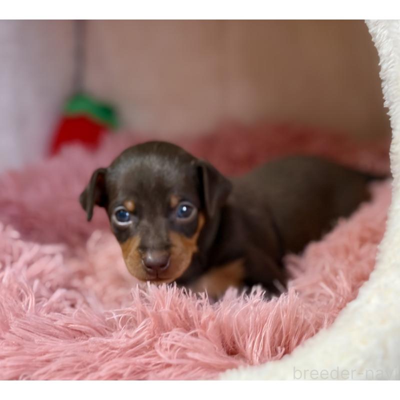 販売中の岩手県のミニチュアピンシャー(ミニピン)-439844の3枚目