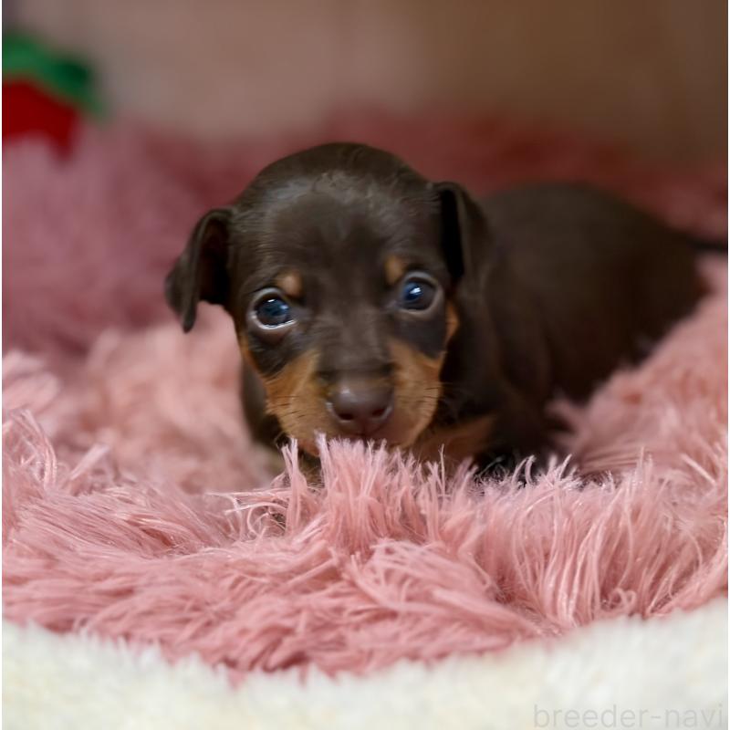 販売中の岩手県のミニチュアピンシャー(ミニピン)-439844の2枚目