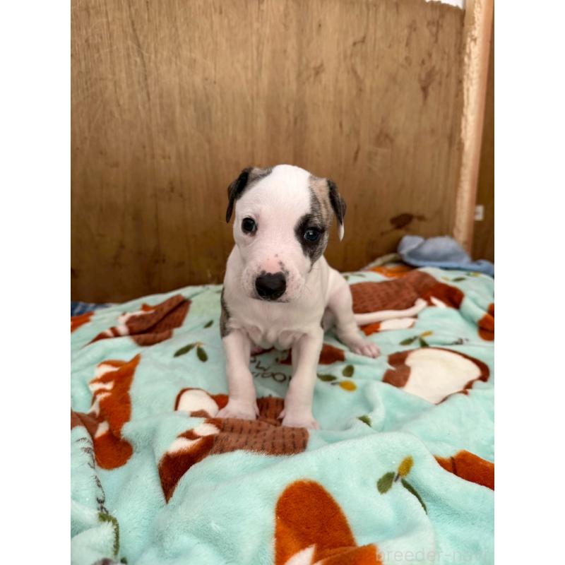 販売中の広島県のウィペット-439846の14枚目