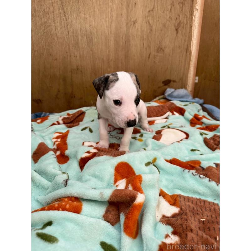 販売中の広島県のウィペット-439846の13枚目