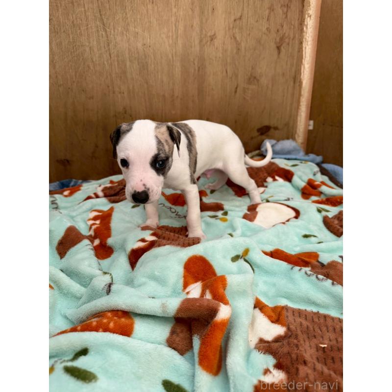 販売中の広島県のウィペット-439846の12枚目