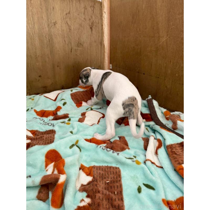 販売中の広島県のウィペット-439846の11枚目