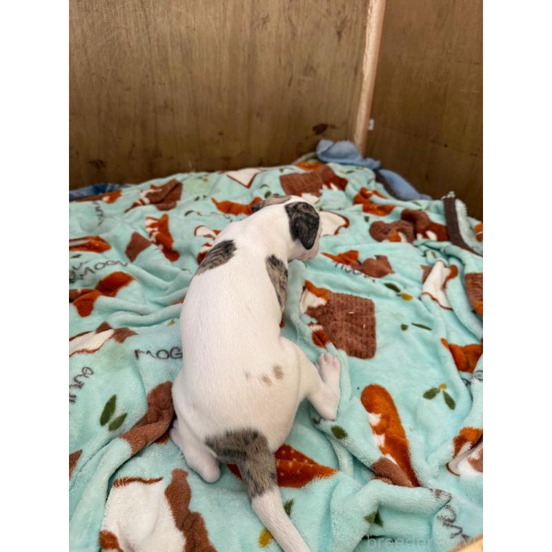 販売中の広島県のウィペット-439846の10枚目