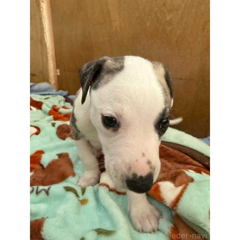 販売中の広島県のウィペット-439846の8枚目