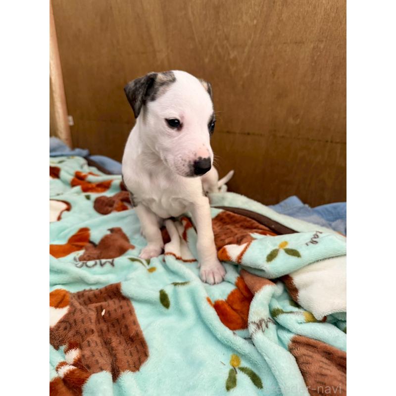 販売中の広島県のウィペット-439846の7枚目