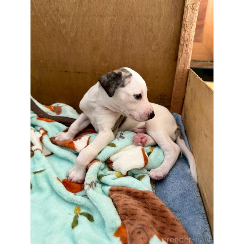 販売中の広島県のウィペット-439846の6枚目