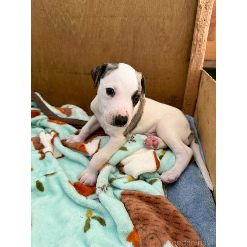 販売中の広島県のウィペット-439846の5枚目