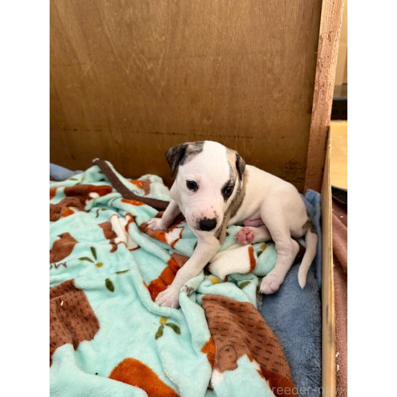 販売中の広島県のウィペット-439846の4枚目