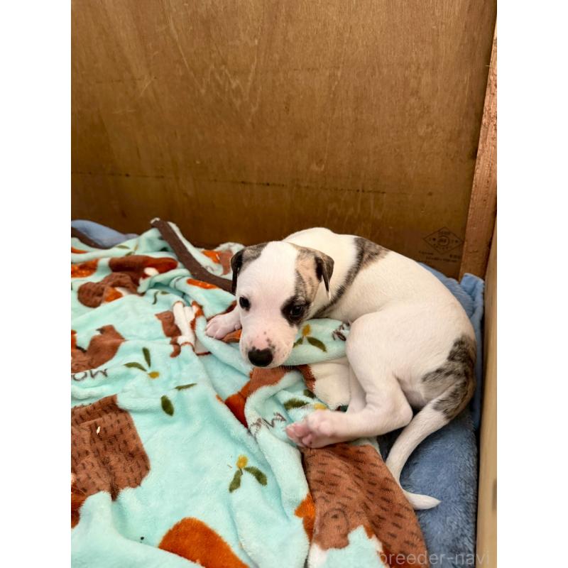 販売中の広島県のウィペット-439846の3枚目