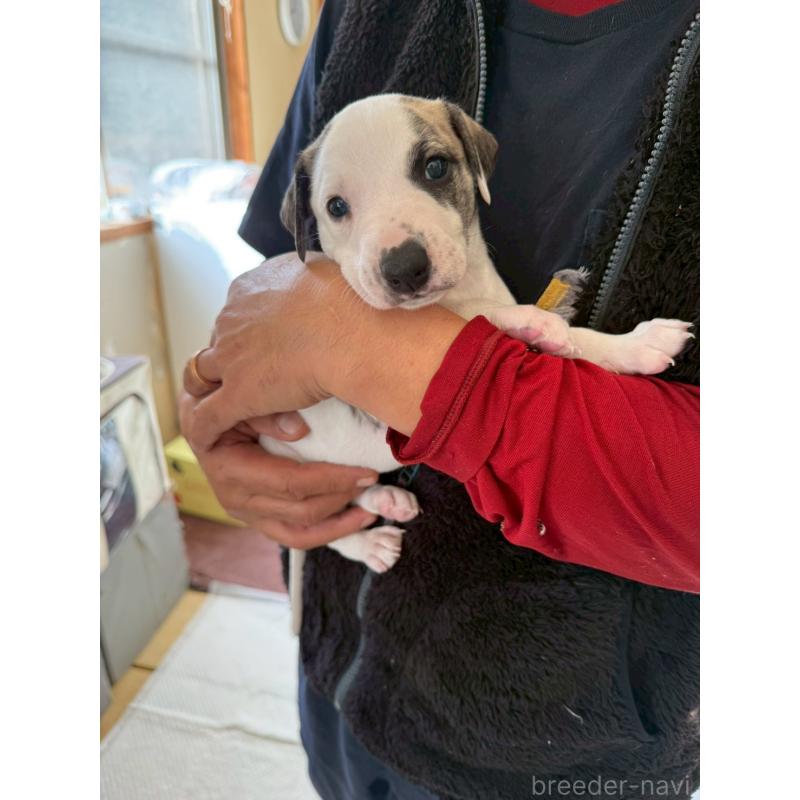 販売中の広島県のウィペット-439846の2枚目