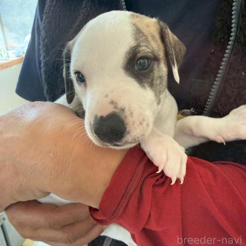 販売中の広島県のウィペット-439846の1枚目