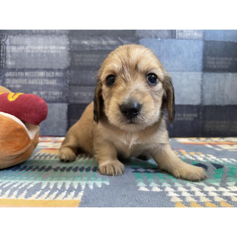 販売中の北海道のミニチュアダックスフンド(ロングヘアード)-439847の8枚目