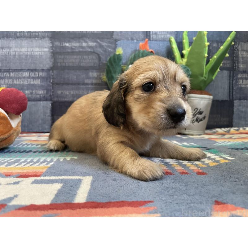 販売中の北海道のミニチュアダックスフンド(ロングヘアード)-439847の6枚目