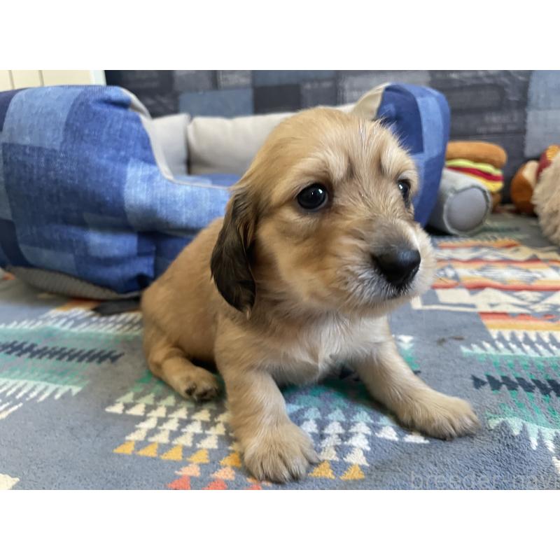 販売中の北海道のミニチュアダックスフンド(ロングヘアード)-439847の5枚目