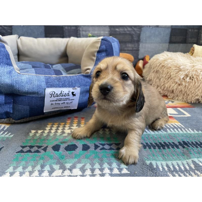 販売中の北海道のミニチュアダックスフンド(ロングヘアード)-439847の4枚目