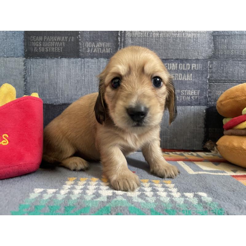 販売中の北海道のミニチュアダックスフンド(ロングヘアード)-439847の3枚目