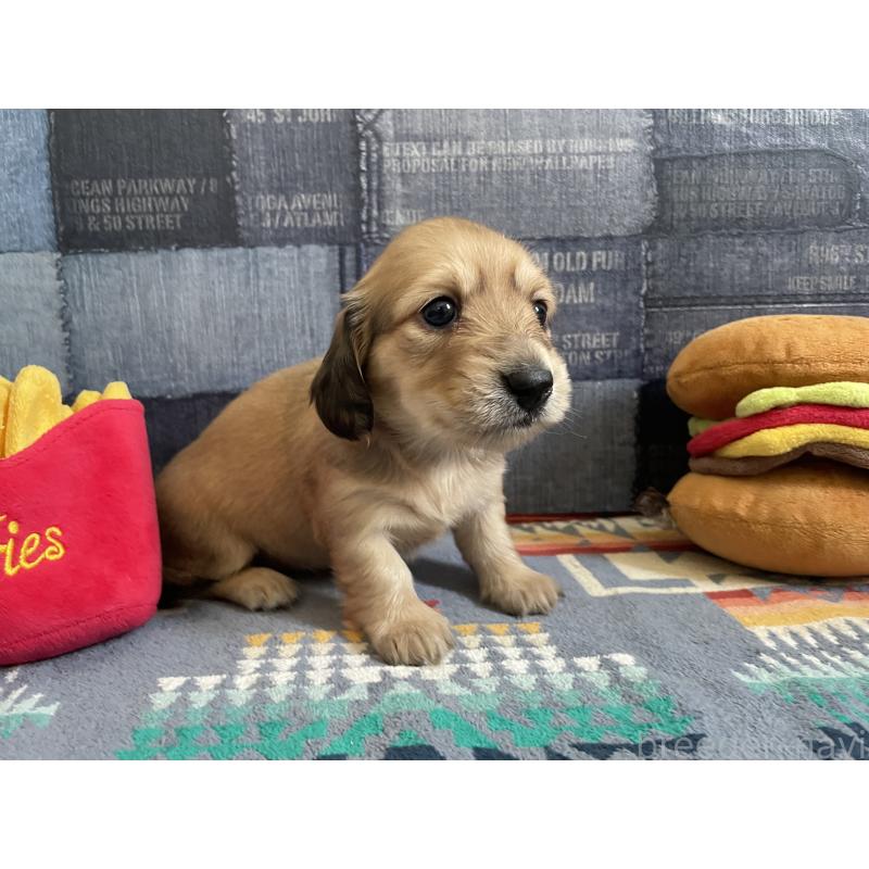 販売中の北海道のミニチュアダックスフンド(ロングヘアード)-439847の2枚目