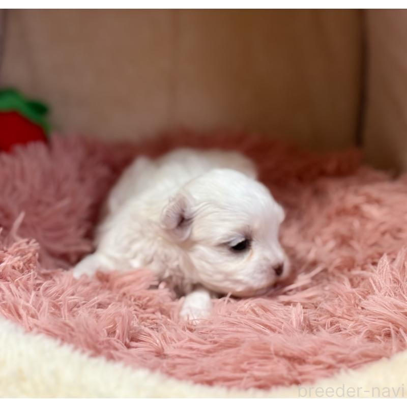 販売中の岩手県のマルチーズ-439848の9枚目